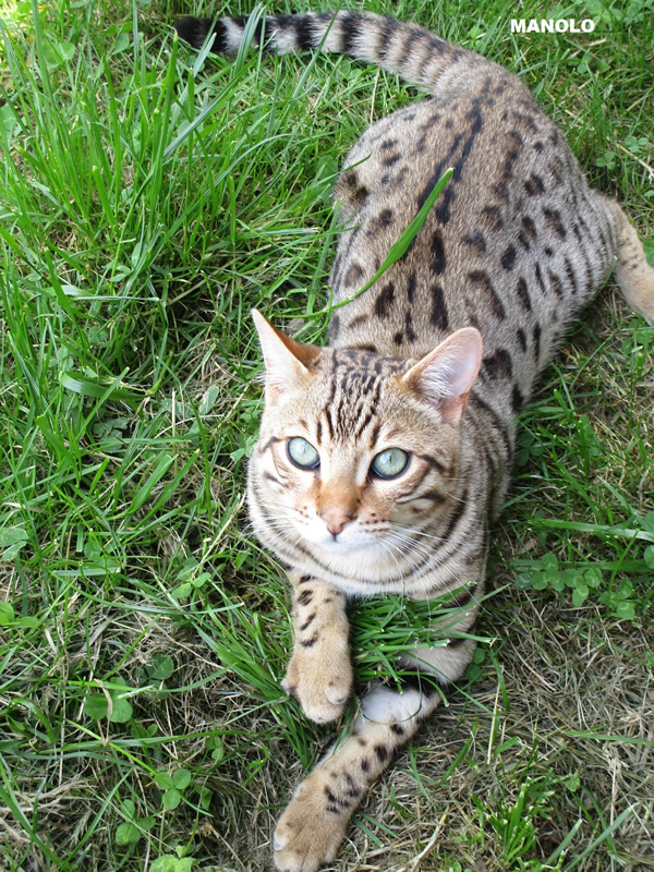CHAT BENGAL